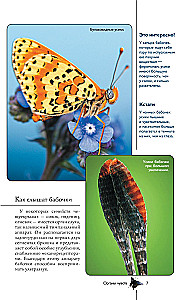 Butterflies. An Illustrated Guide